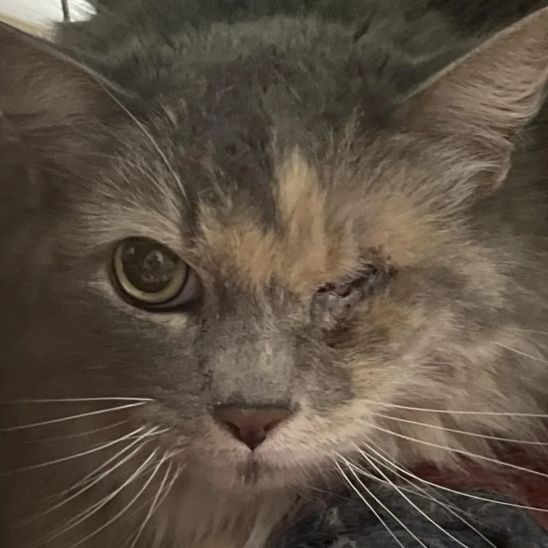 Stella