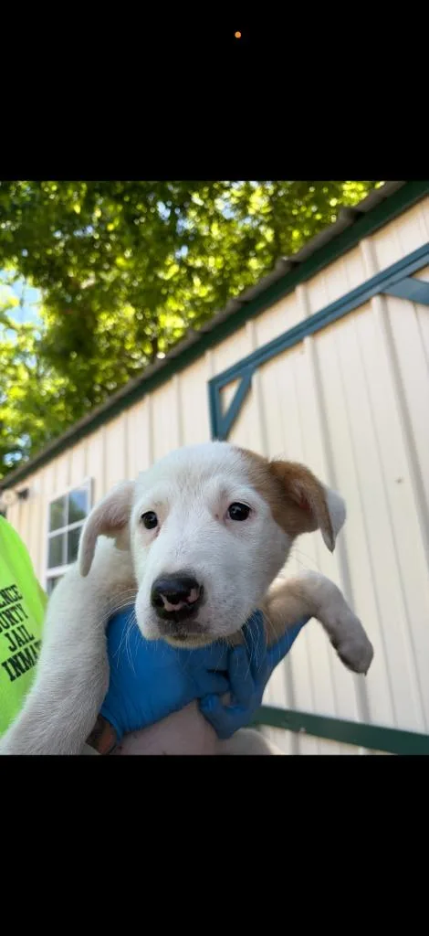 A baby medium-sized female Mixed Breed dog named Seven Litter Pup for adoption in Lawrenceburg, TN