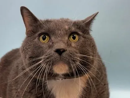 An adult small-sized female Domestic Short Hair cat named Miss Butters for adoption in Woodbury, MN
