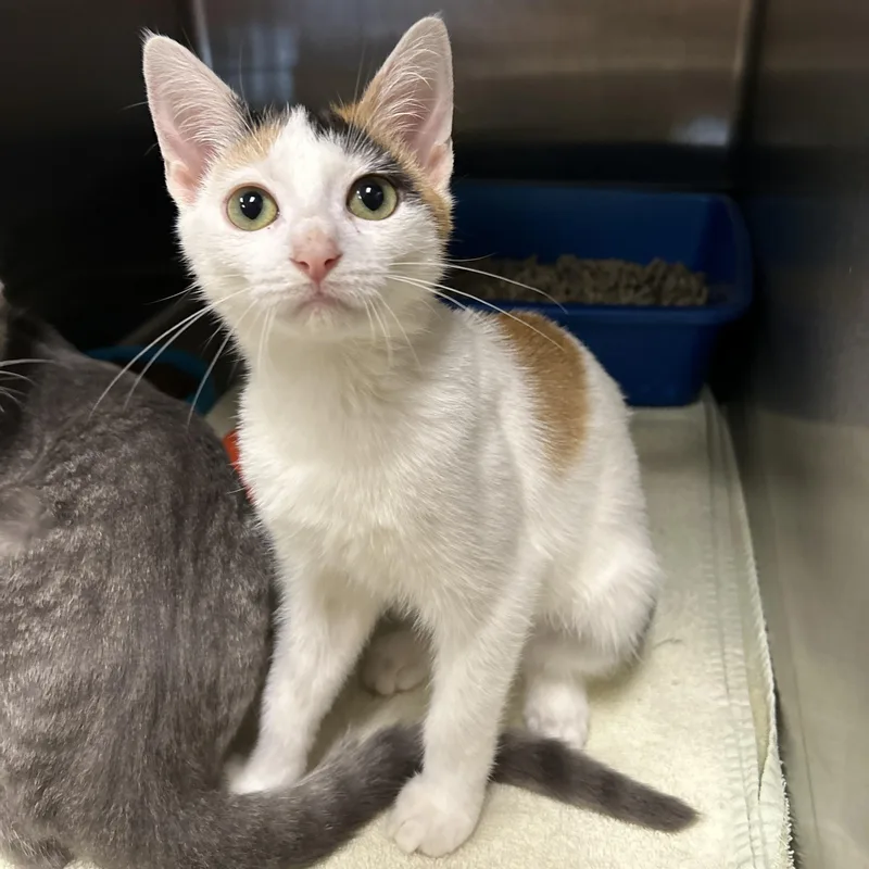 A young medium-sized male Calico Domestic Short Hair cat named Lake & Ocean for adoption in La Grange Park, IL