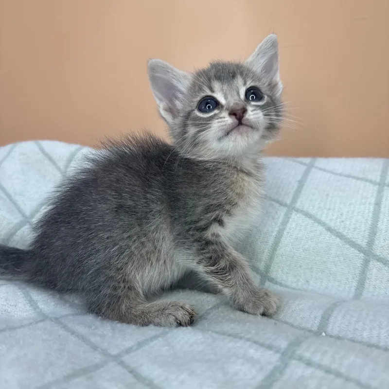 A baby small-sized female Gray / Blue / Silver Domestic Short Hair cat named Firefly for adoption in San Antonio, TX