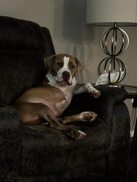 An adult small-sized male American Staffordshire Terrier dog named Jax for adoption in San Antonio, TX