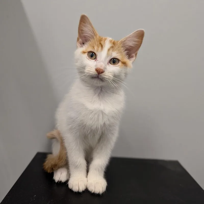 A baby medium-sized female Orange & White Domestic Short Hair cat named Gnocci for adoption in Cape Girardeau, MO