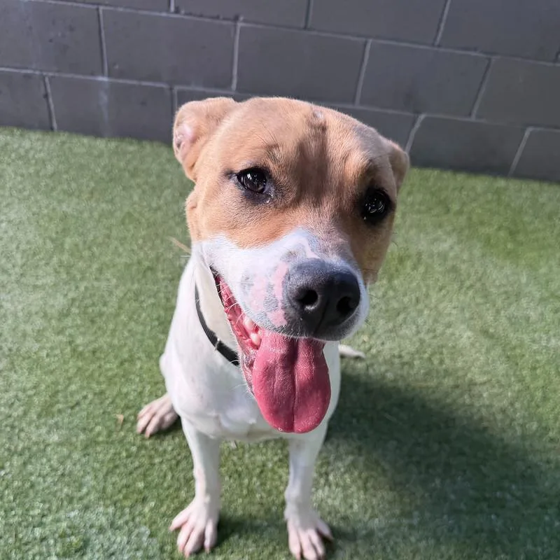 A young medium-sized female Mixed Breed dog named Katie for adoption in Truckee, CA