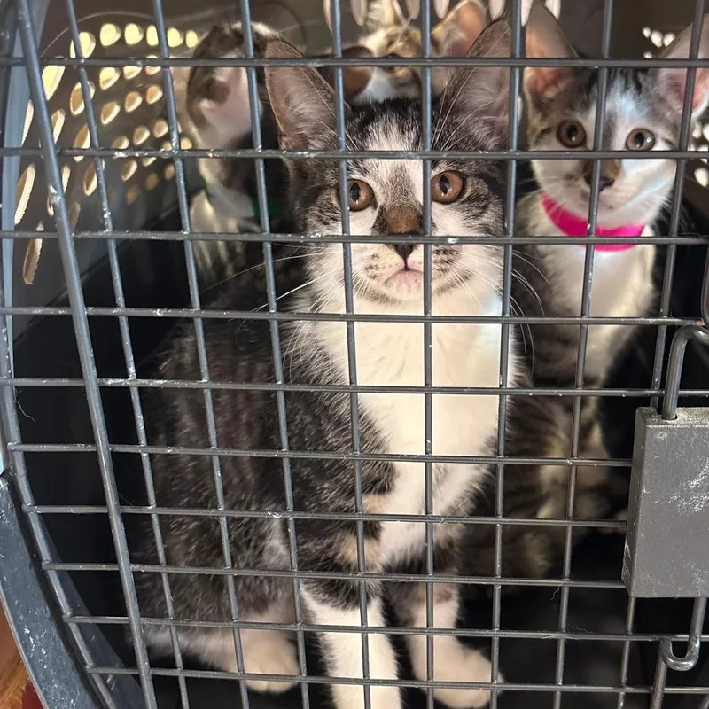A baby small-sized female White Domestic Medium Hair cat named Dorothy for adoption in Tipton, IN