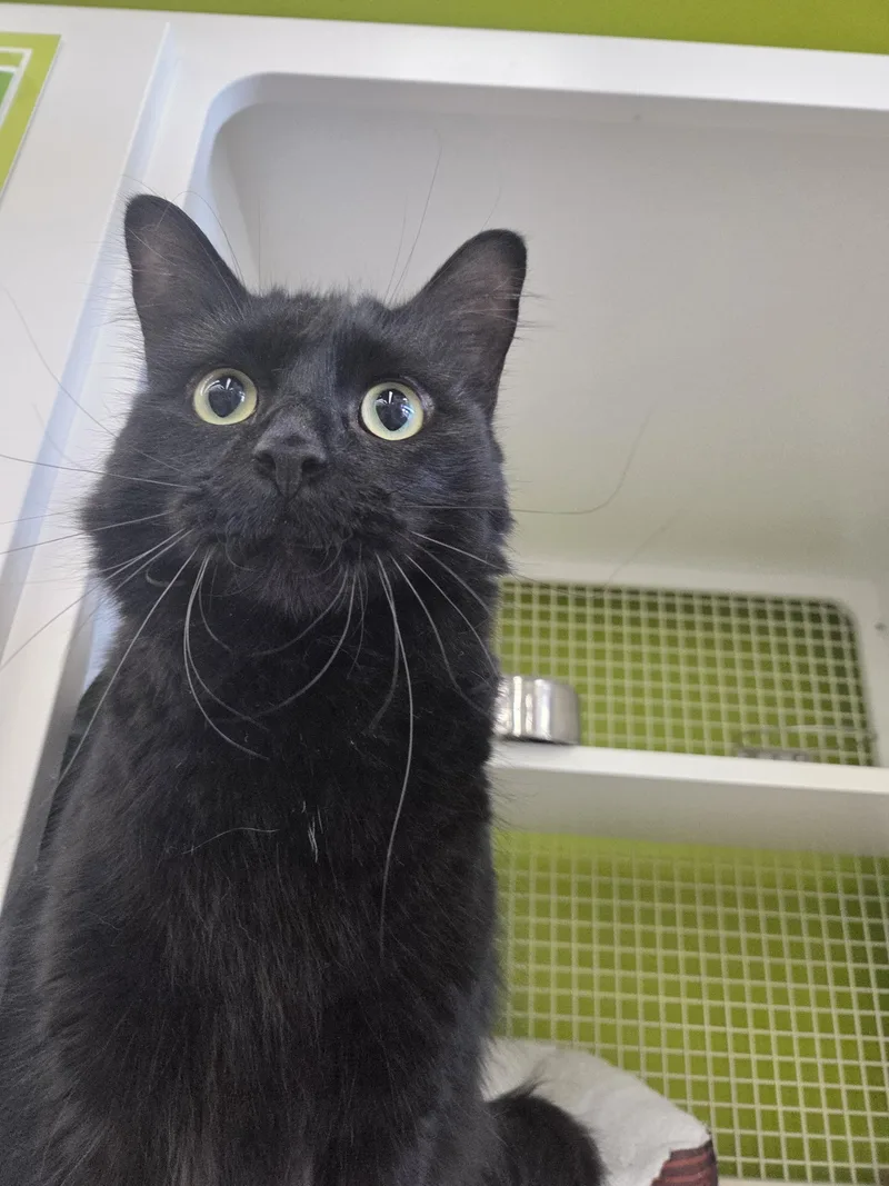 An adult large-sized male Black Domestic Medium Hair cat named Moon for adoption in Schertz, TX