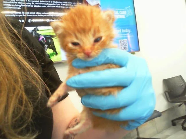 A baby small-sized male Domestic Short Hair cat named Ziggy for adoption in Charlotte, NC