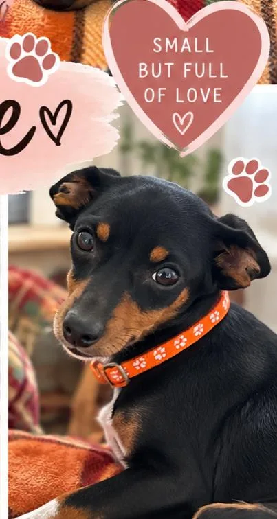 An adult small-sized female Dachshund dog named Rumi for adoption in Panama City, FL