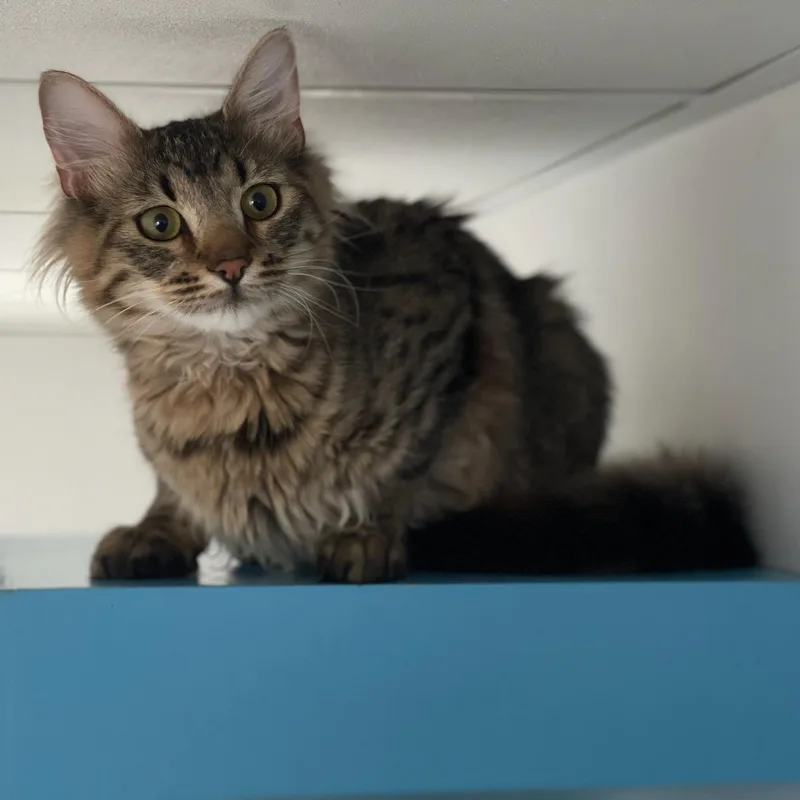 A young medium-sized male Domestic Medium Hair cat named Meatball for adoption in Medfield, MA