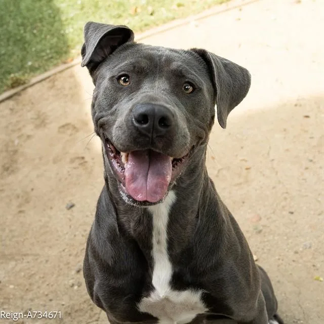 A young large-sized female Pit Bull Terrier dog named Reign for adoption in Sacramento, CA