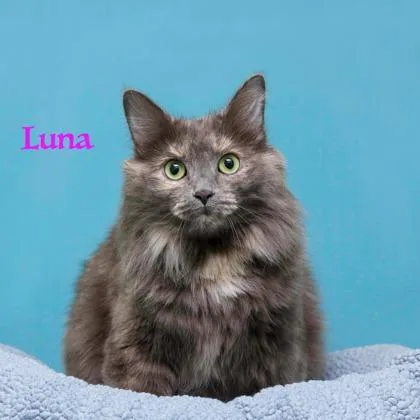 An adult large-sized female Domestic Long Hair cat named Luna for adoption in Parma, OH