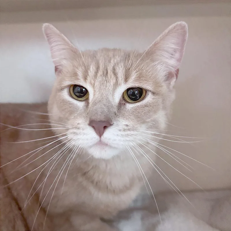 An adult medium-sized female Buff / Tan / Fawn Domestic Short Hair cat named Ginger for adoption in Providence, RI