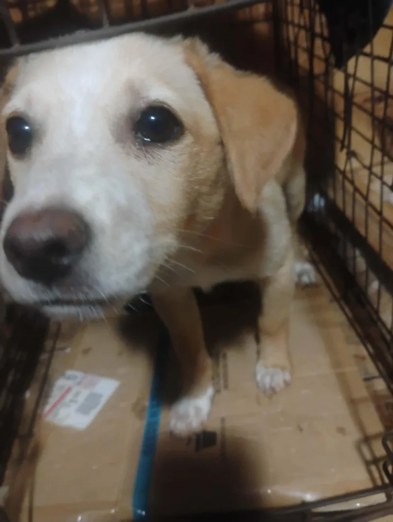 A baby medium-sized male Yellow / Tan / Blond / Fawn Border Collie dog named Blot for adoption in Paramus, NJ