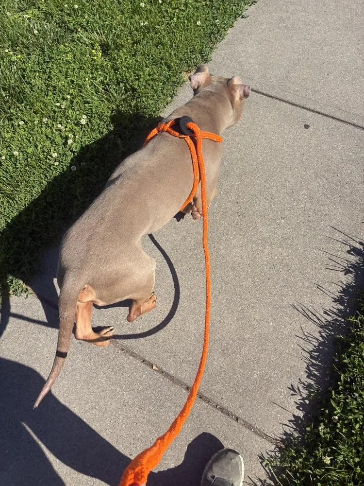 A senior medium-sized male Brown / Chocolate American Bully dog named Tony for adoption in Fremont, NE
