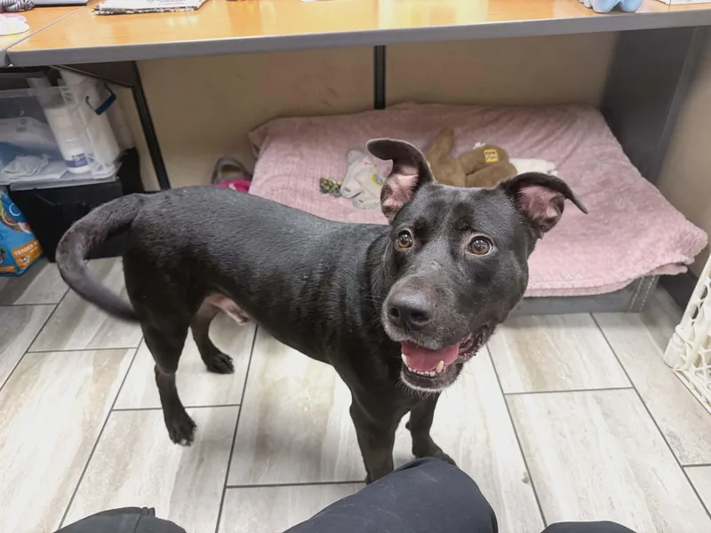 An adult large-sized male Black Pit Bull Terrier dog named Cheetos for adoption in Wantagh, NY