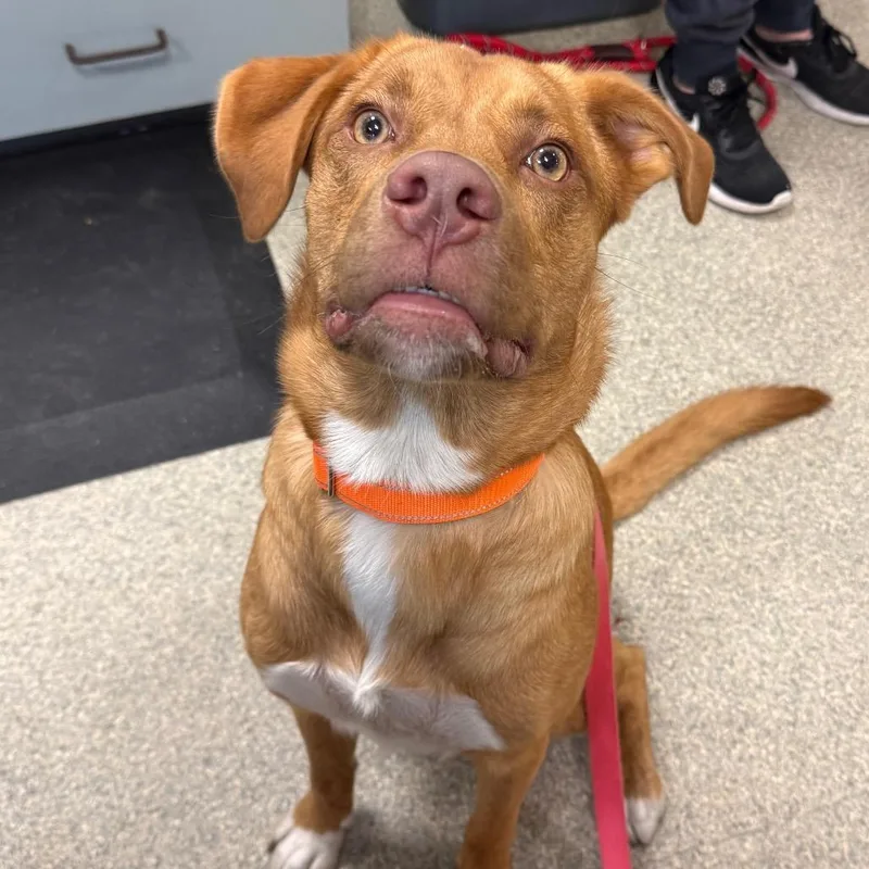 A young medium-sized male Yellow / Tan / Blond / Fawn Mixed Breed dog named Rocco for adoption in Jacksonville, FL