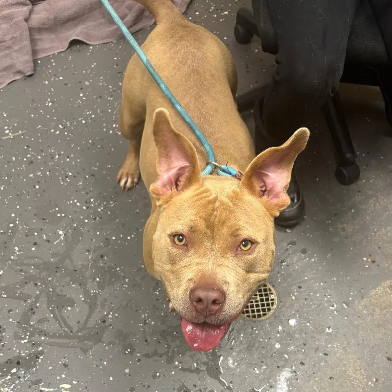 A young medium-sized female Yellow / Tan / Blond / Fawn Mixed Breed dog named Felicia for adoption in Columbiana, AL