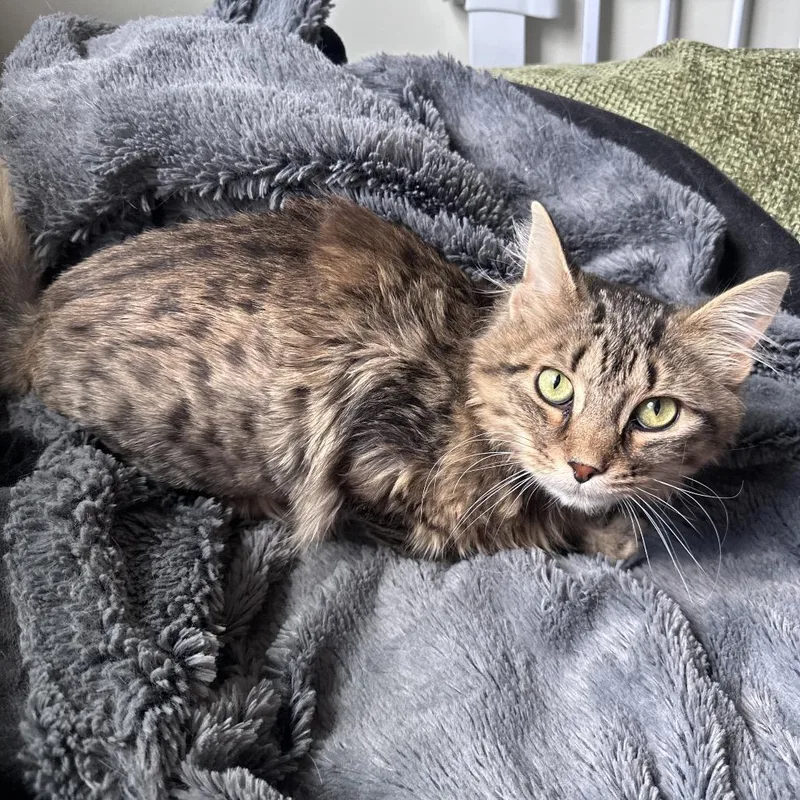 A young small-sized male Brown / Chocolate Domestic Medium Hair cat named Rocco for adoption in Gibsonia, PA