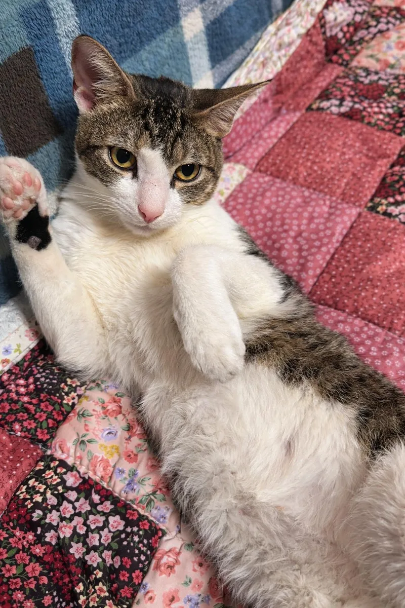 Gael The Loving Companion thumbnail 2