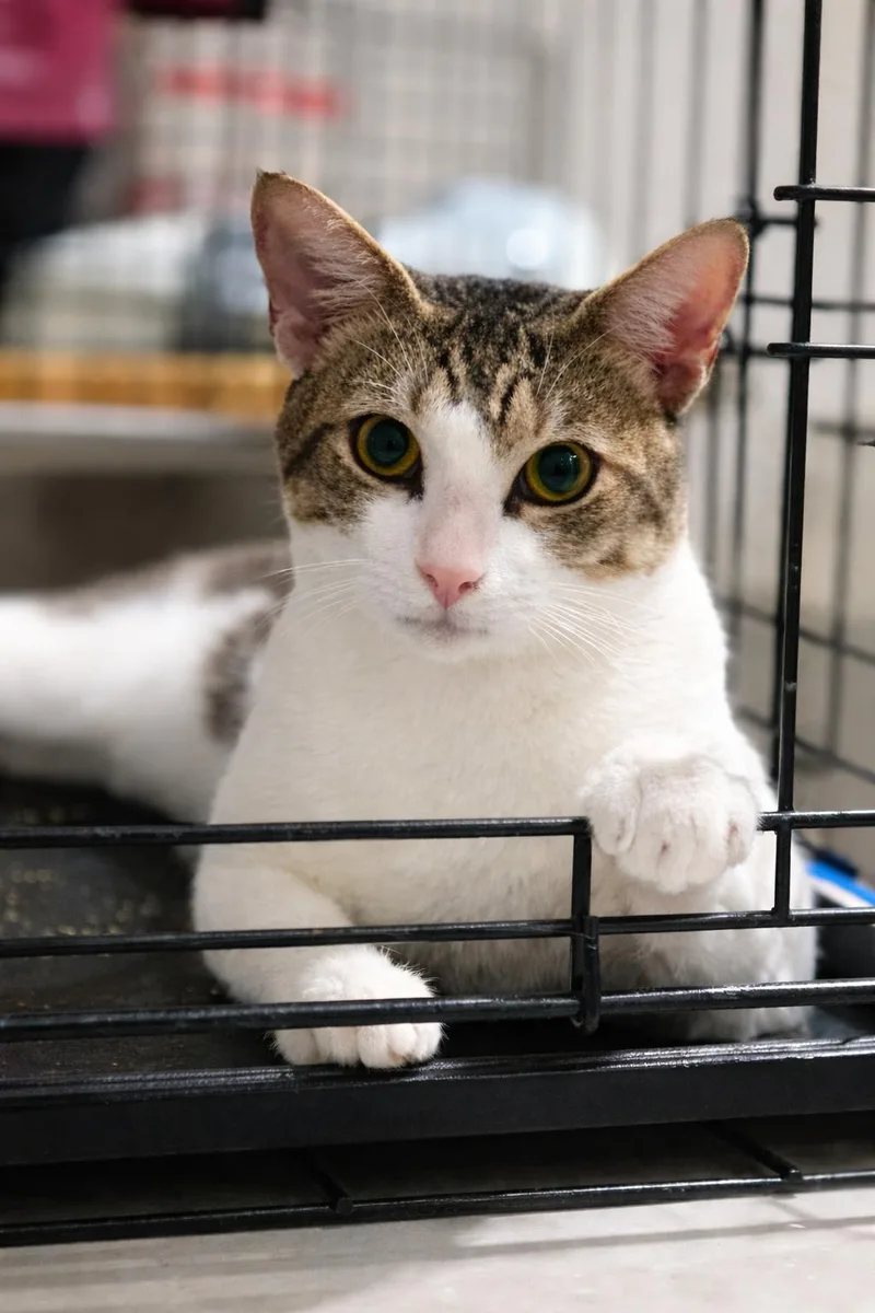 Gael The Loving Companion thumbnail 3