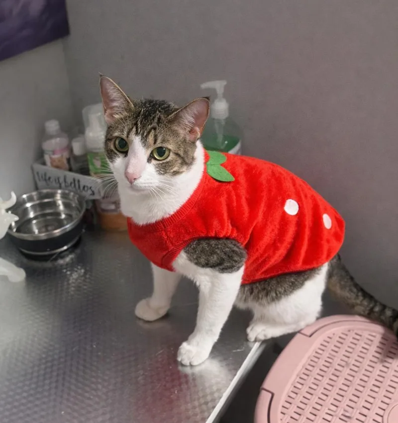 Gael The Loving Companion thumbnail 4