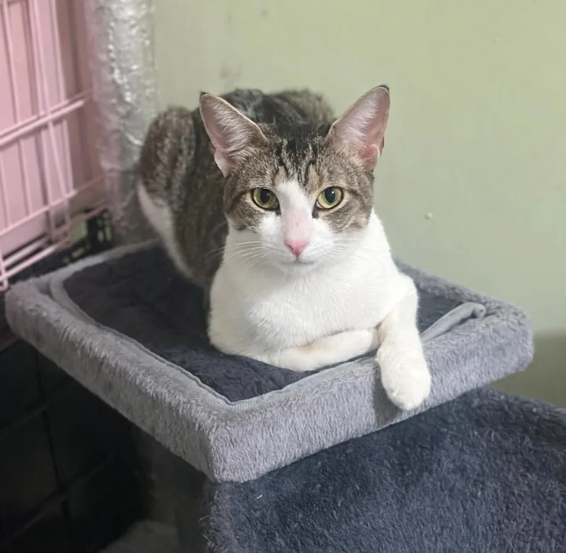 Gael The Loving Companion thumbnail 5