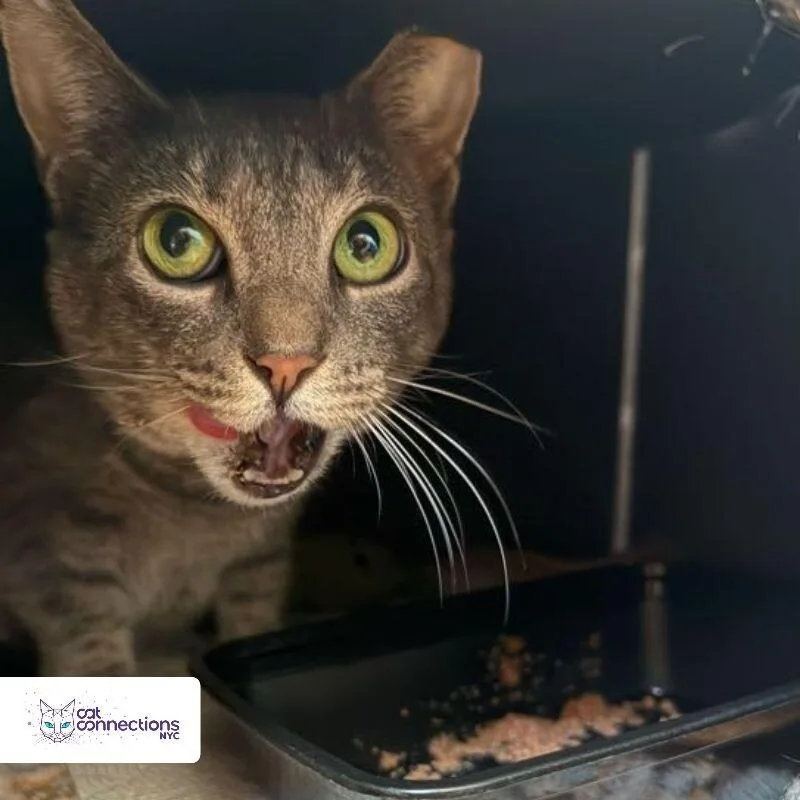 An adult medium-sized female Gray / Blue / Silver American Shorthair cat named Baby for adoption in Astoria, NY