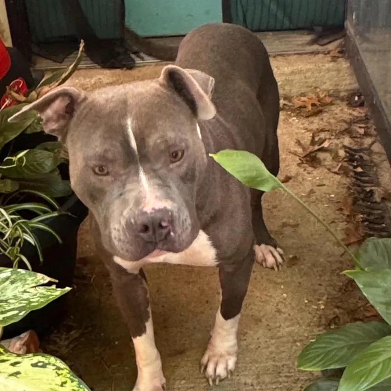 A young medium-sized female Gray / Blue / Silver Pit Bull Terrier dog named Lola Bunny for adoption in Brentwood, TN