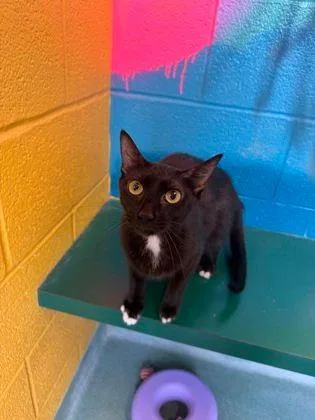 An adult medium-sized female Domestic Short Hair cat named Bella for adoption in Williamsport, PA