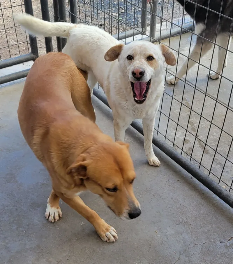 An adult medium-sized female White / Cream Australian Cattle Dog / Blue Heeler dog named Buddy for adoption in Nogales, AZ