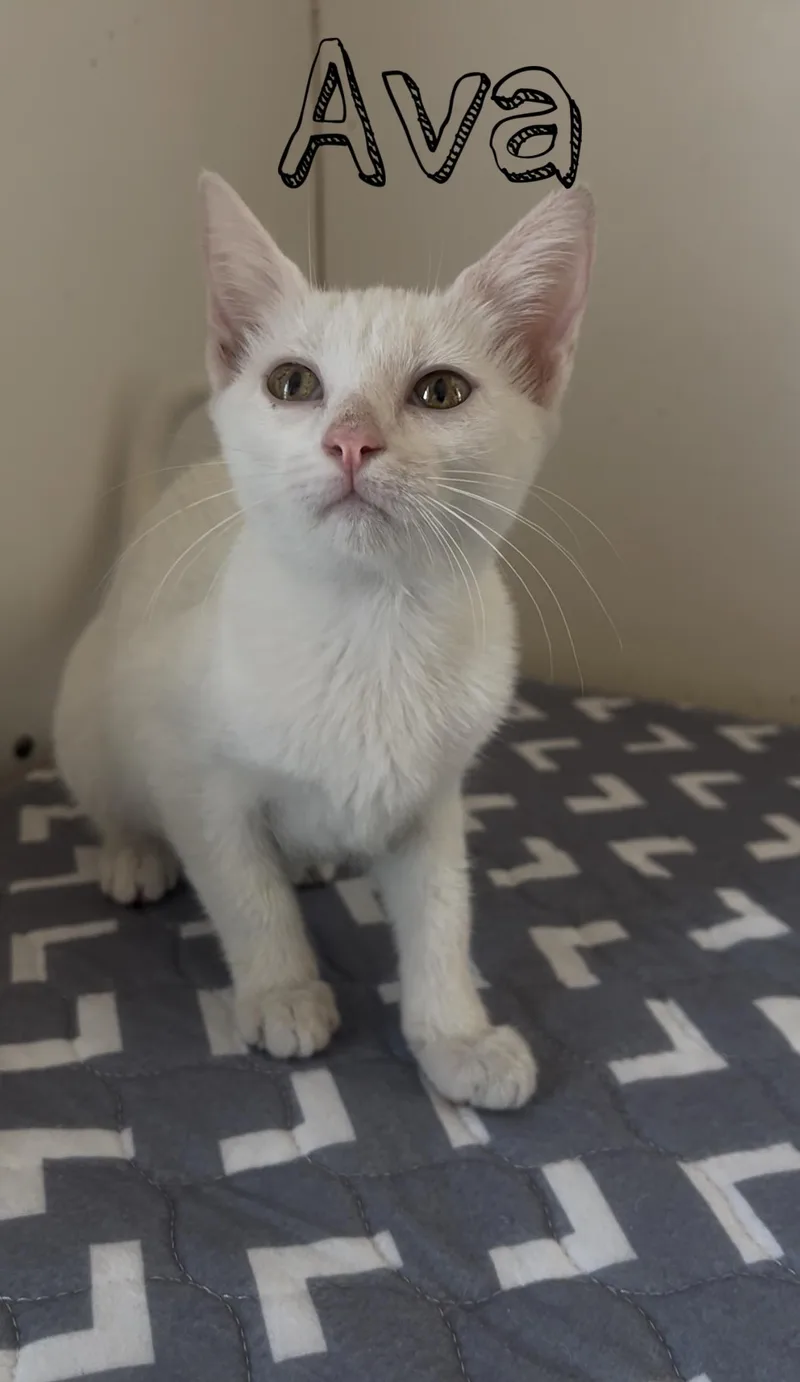 A baby medium-sized female Siamese cat named Ava for adoption in Tyler, TX