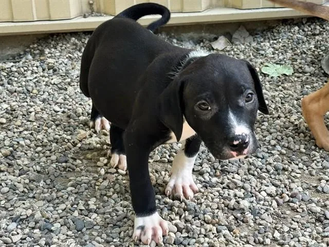 A baby small-sized male Black Mouth Cur dog named Phillip for adoption in Ames, IA