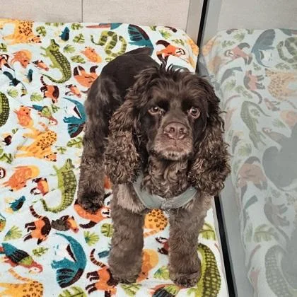 Fozzie Bear thumbnail 2