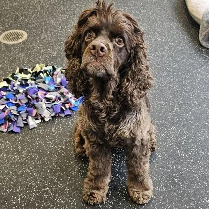 Fozzie Bear thumbnail 3