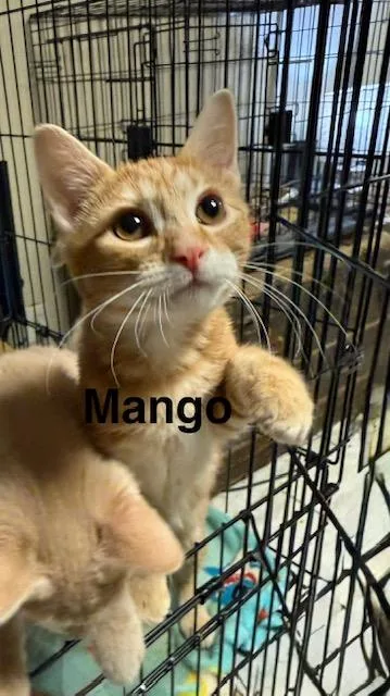 A baby medium-sized male Domestic Short Hair cat named Mango for adoption in Zimmerman, MN