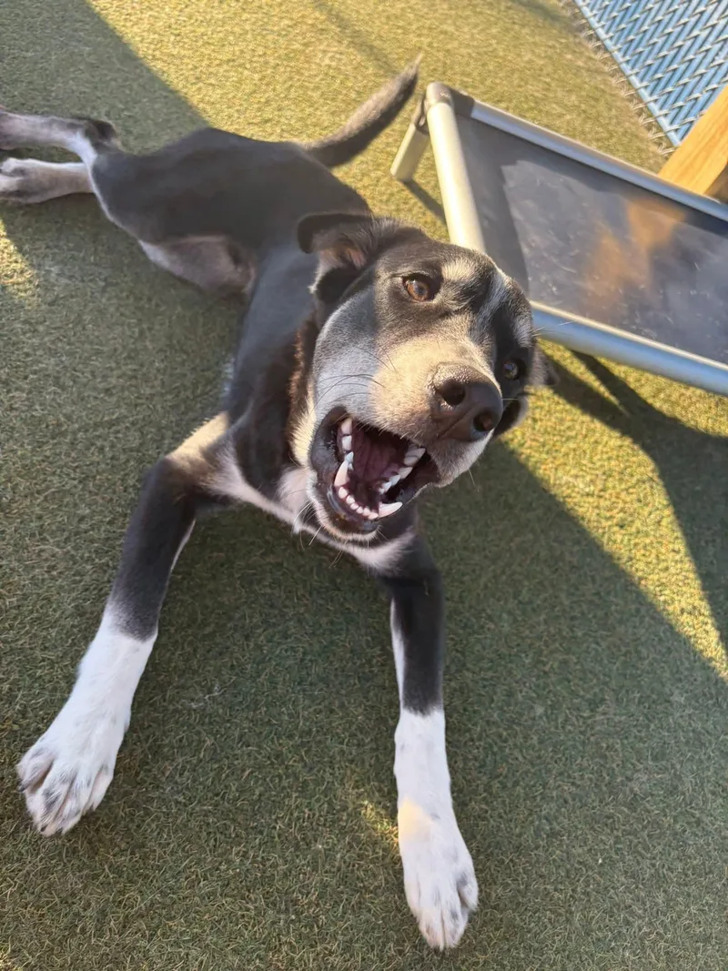 Sully H.   thumbnail 4