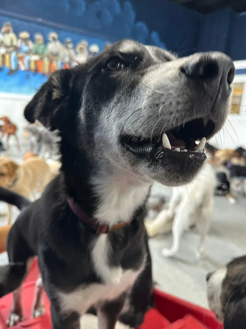 Sully H.   thumbnail 6