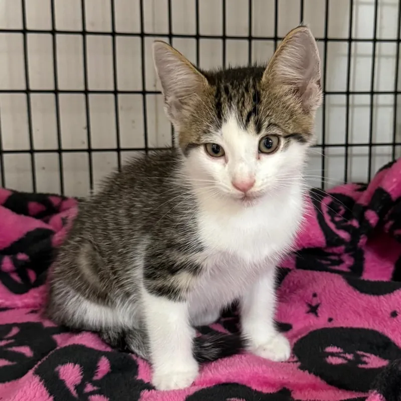A baby small-sized male Domestic Short Hair cat named Professor Pickles for adoption in Ewing, NJ