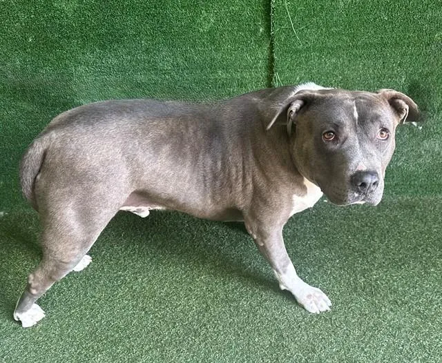 An adult large-sized male Pit Bull Terrier dog named Baloo for adoption in Lancaster, CA