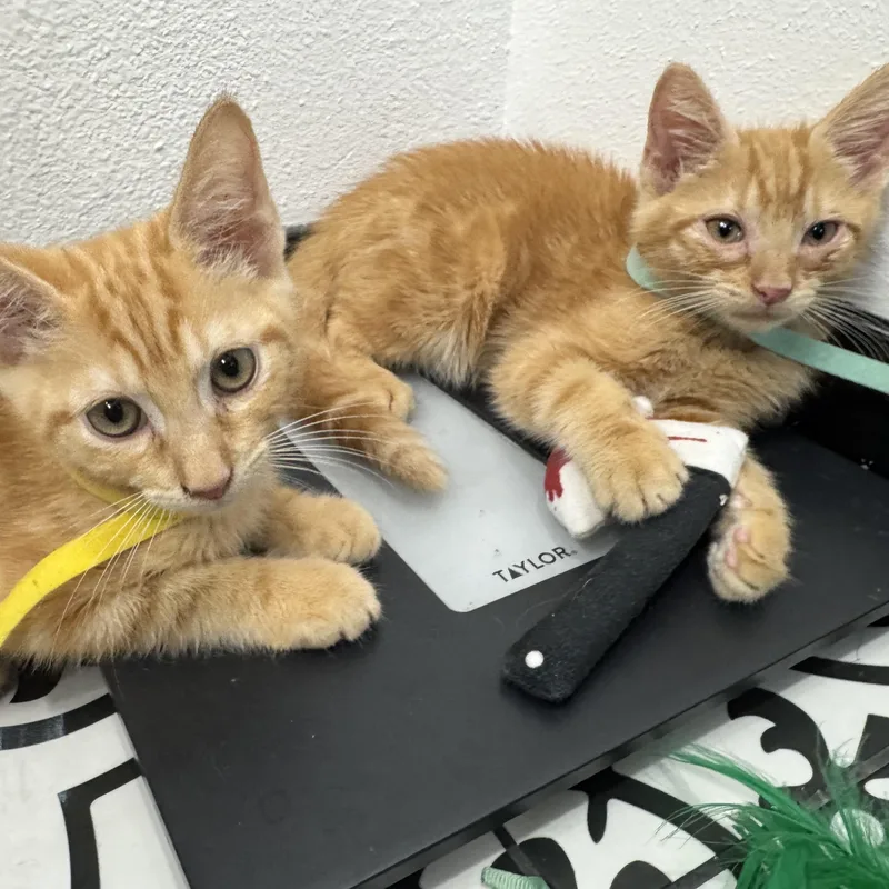 A baby medium-sized male Tabby (Orange / Red) Domestic Medium Hair cat named Jolly Rancher & Sweet for adoption in Liverpool, TX