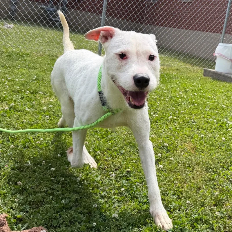 An adult small-sized female White / Cream Mixed Breed dog named Crisco for adoption in Springfield, MA