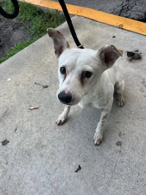 A young small-sized male Terrier dog named Milo for adoption in Miami, FL