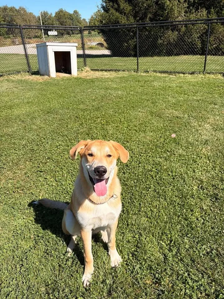 A baby large-sized male Golden Retriever dog named Graham for adoption in Greensburg, IN