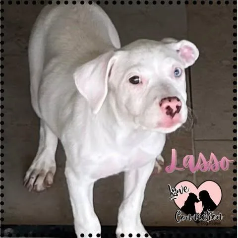 A baby medium-sized female White / Cream Pit Bull Terrier dog named Lasso for adoption in Gilbert, AZ