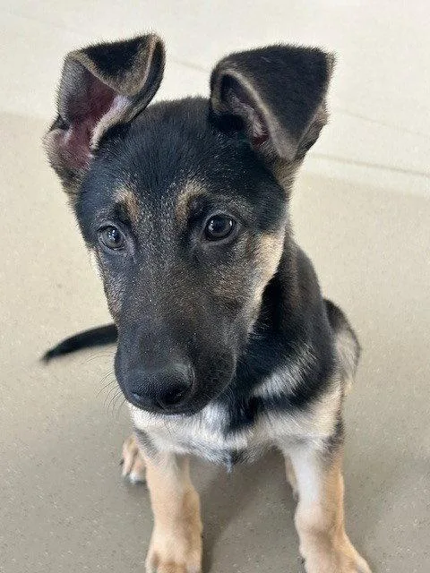 A young medium-sized male German Shepherd Dog dog named Axl for adoption in Cupertino, CA