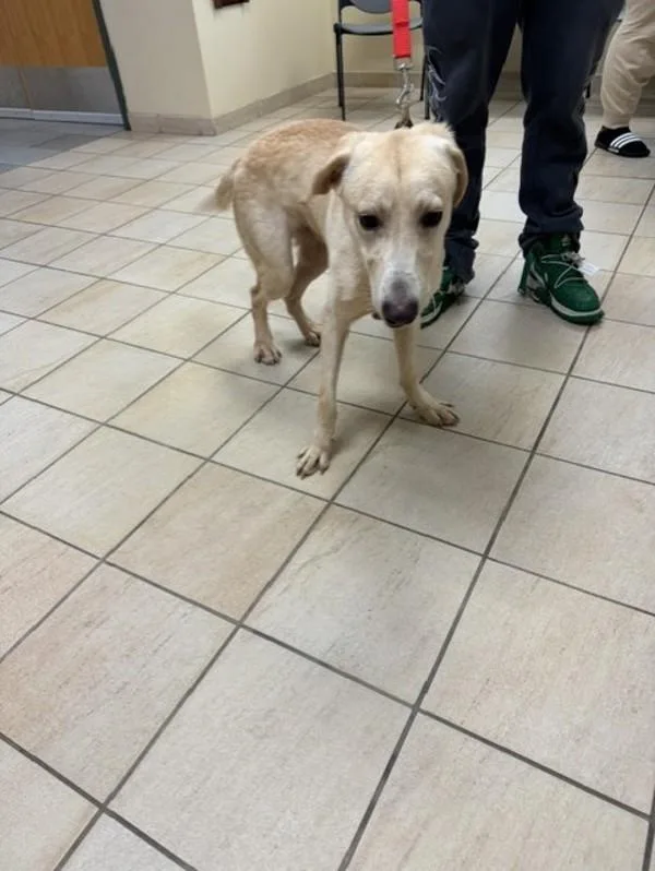 A young large-sized male Labrador Retriever dog named Kane for adoption in Virginia Beach, VA