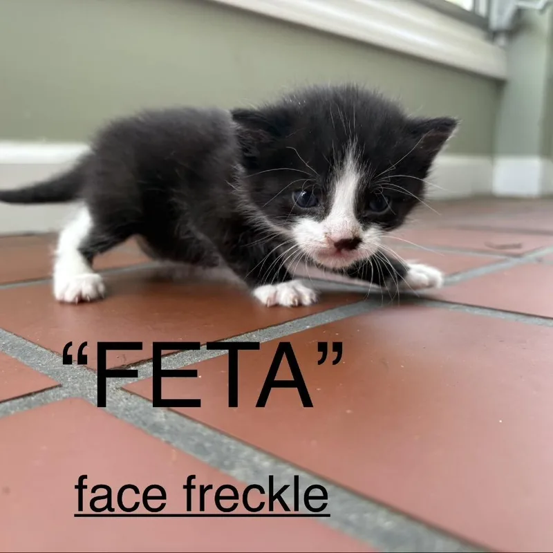 A baby small-sized male Black Domestic Short Hair cat named Feta for adoption in Middle Village, NY