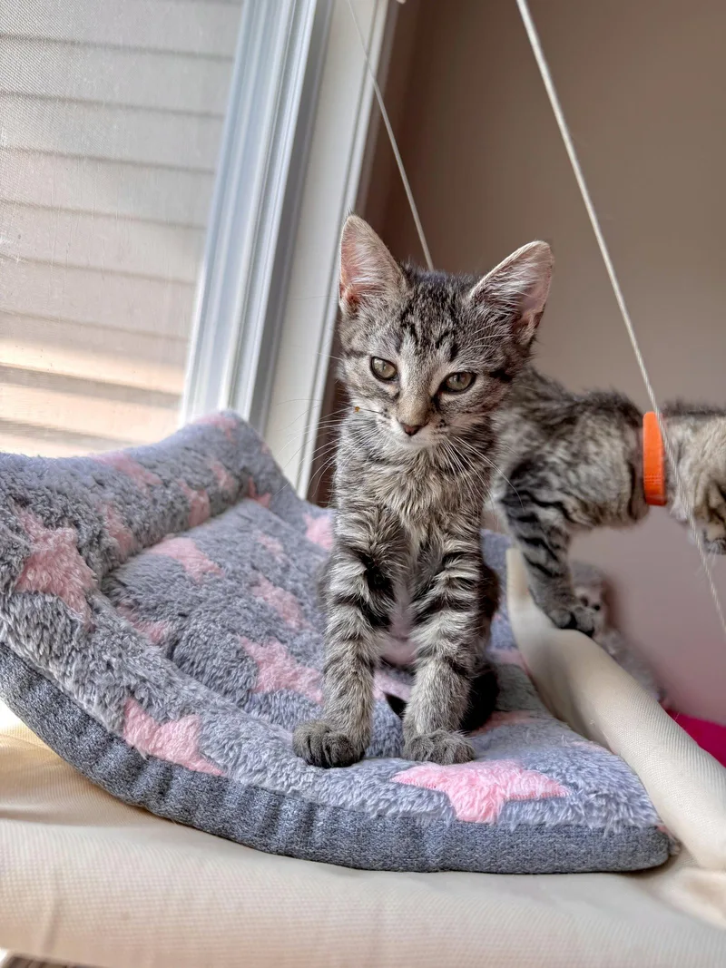 A baby medium-sized female Tabby cat named Pinto for adoption in Georgetown, KY