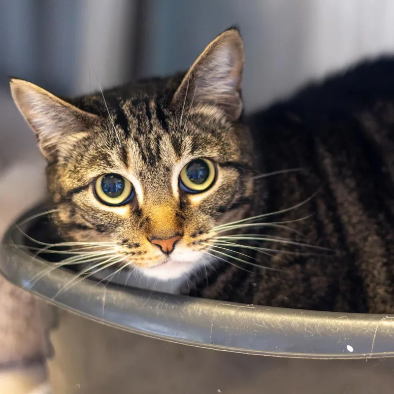 An adult large-sized female Domestic Short Hair cat named Summer for adoption in Wilmington, DE