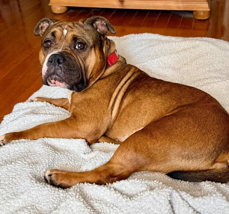 An adult medium-sized female American Bulldog dog named Winnie for adoption in Bloomfield, CT